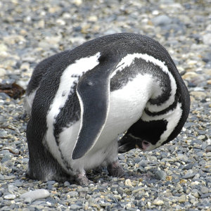 Bild: Magellanpinguine