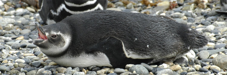 Bild: Magellanpinguin Bild: Magellanpinguin