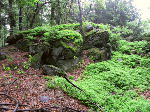 Bild: Am Vogelsangstein