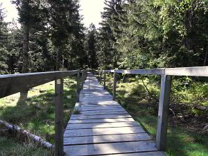 Bild: Steig übers Moor Bild: Steig übers Moor
