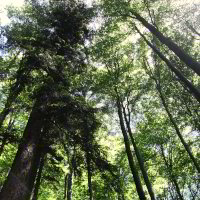 Bild: Toller Wald Bild: Toller Wald