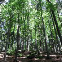 Bild: Toller Wald Bild: Toller Wald