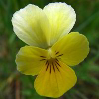 Bild: Wilde Blumen Bild: Wilde Blumen