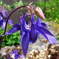 Bild: Wilde Blumen Bild: Wilde Blumen