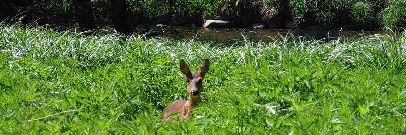 Bild: Tiere sehen wir leider selten Bild: Tiere sehen wir leider selten