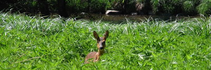 Bild: Tiere sehen wir leider selten