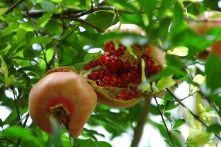 Granatapfel Granatapfel
