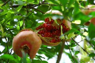 Granatapfel