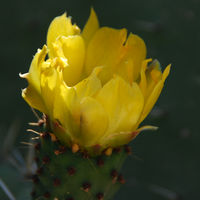 Kaktusblüte Kaktusblüte