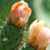 Kaktusblüte Kaktusblüte
