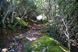 So sehen die Wanderwege oft aus So sehen die Wanderwege oft aus