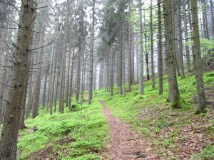 Schöner Waldweg Schöner Waldweg
