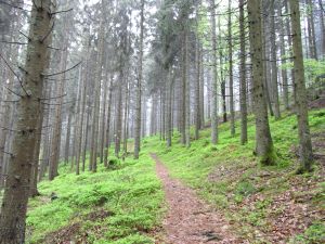 Schöner Waldweg