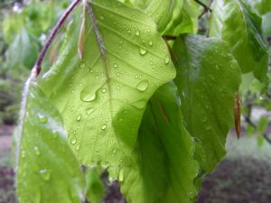 Es regenet Es regenet