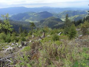 Blick auf die Vogesen