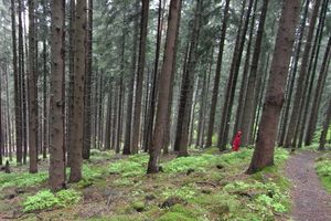 Ein Weiblein steht im Walde