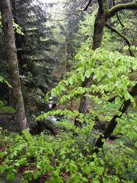 Sankenbachwasserfälle Sankenbachwasserfälle