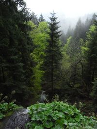 Sankenbachwasserfälle Sankenbachwasserfälle
