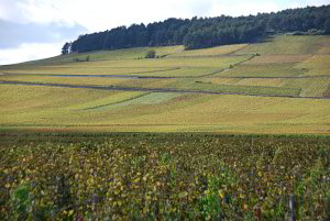 Wein so weit das Auge reicht