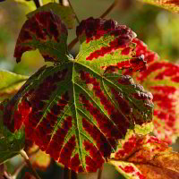 Licht an Weinblatt Licht an Weinblatt
