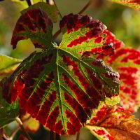 Licht an Weinblatt