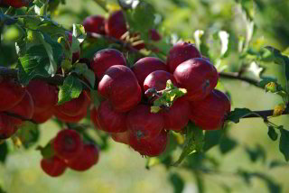 Vollbeladener Apfelbaum