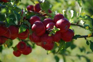 Vollbeladener Apfelbaum