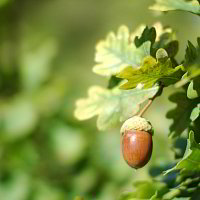 Auf einer Wiese