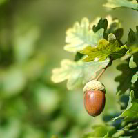 Auf einer Wiese