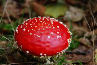 schöner Fliegenpilz