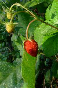 Hmmm Walderdbeeren