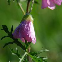 Auf einer Wiese