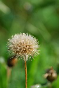 Morgentau auf der Pusteblume