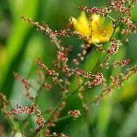 Auf einer Wiese