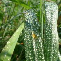 Auf einer Wiese