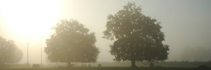 Kühe im Nebel Kühe im Nebel