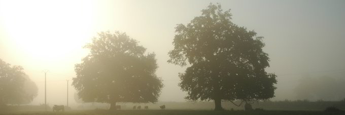 Kühe im Nebel