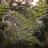 Spinnnetz Spinnnetz