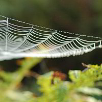 Spinnnetz Spinnnetz