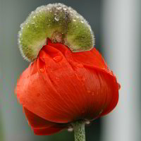 Poppy Poppy