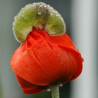 Poppy