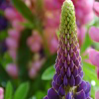 Lupinen Lupinen