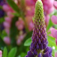 Lupinen