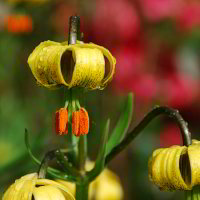 ? ?