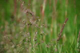 Gräser Gräser