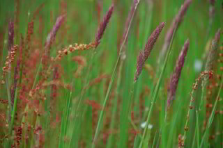 Gräser Gräser