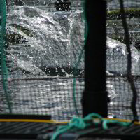 Fischfütterung Fischfütterung