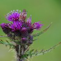 Distel Distel