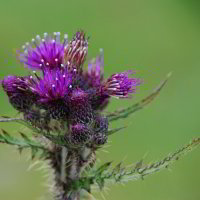 Distel