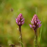 ?? ??